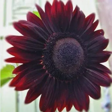 🌺Last Day Sale--60% Off💐 Sunflower Seeds🌻Sunshine