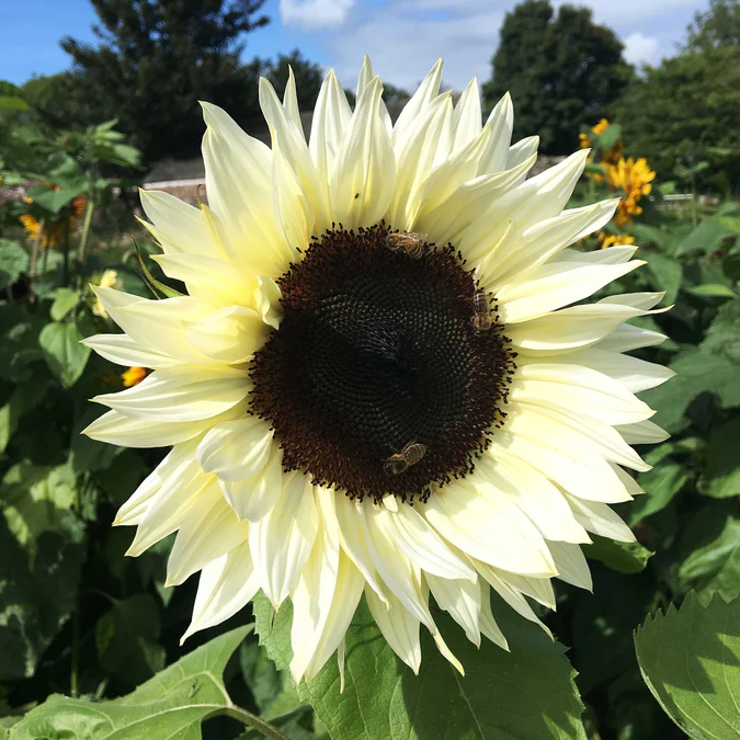 🌻50+ Mixed Color Sunflowers