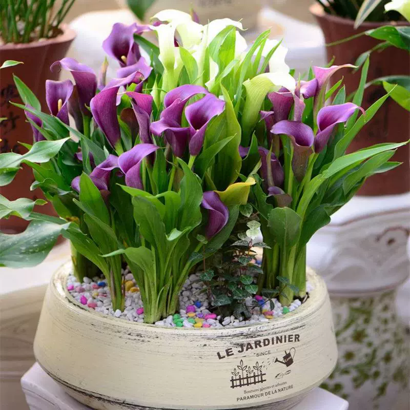 Calla Lily Seeds - Mixed - Beautiful Flowers Planting