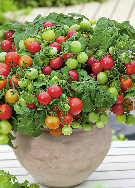 Dwarf Tomatos Seeds