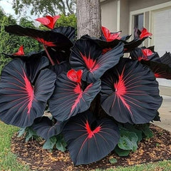 Collection image for: Hosta