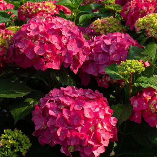 200pcs Red Hydrangea Seeds – Bold & Vibrant Blooms for Garden Borders, Pots & Statement Landscapes