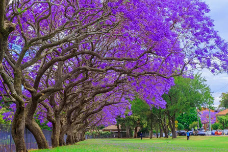 Blue Jacaranda Tree Seeds