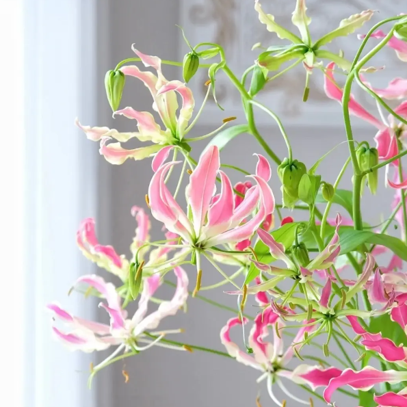 💐Gloriosa Lily—Life Never Dies, Passion Never Dies