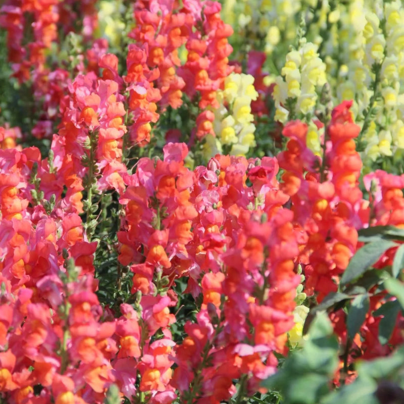 Garden Snapdragon Seeds