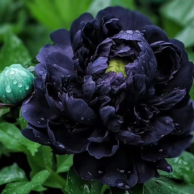 Rare Black Peony Seeds