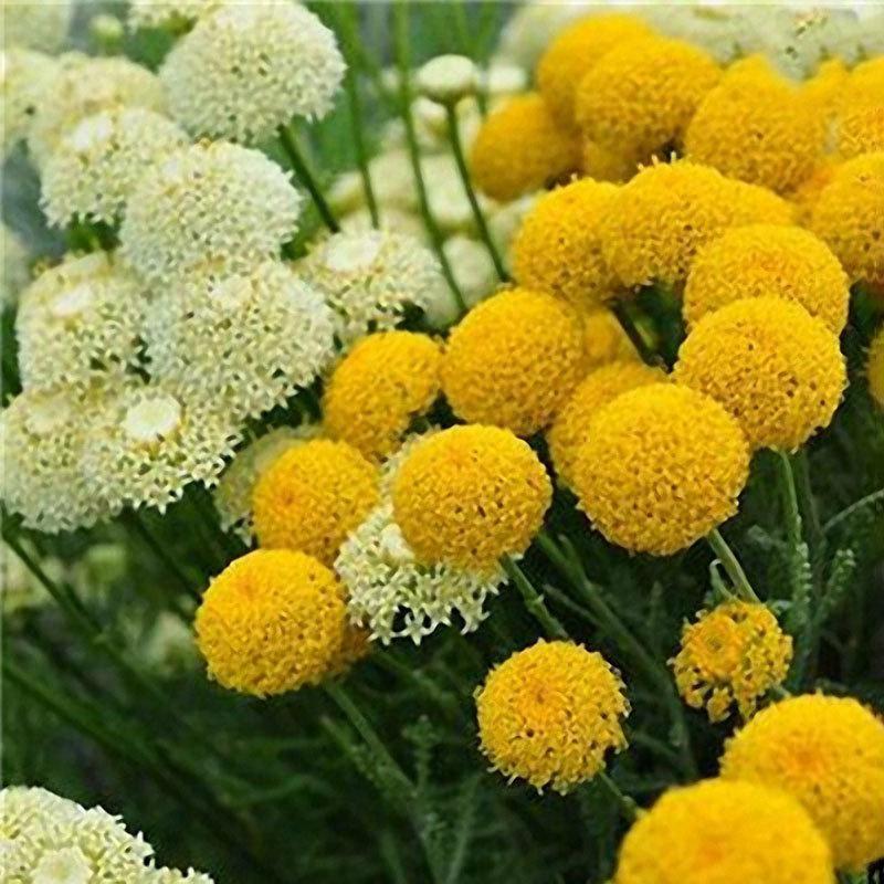 Garden Outdoor Giant Allium Giganteum Beautiful Flower Seeds Bonsai Plant Seeds