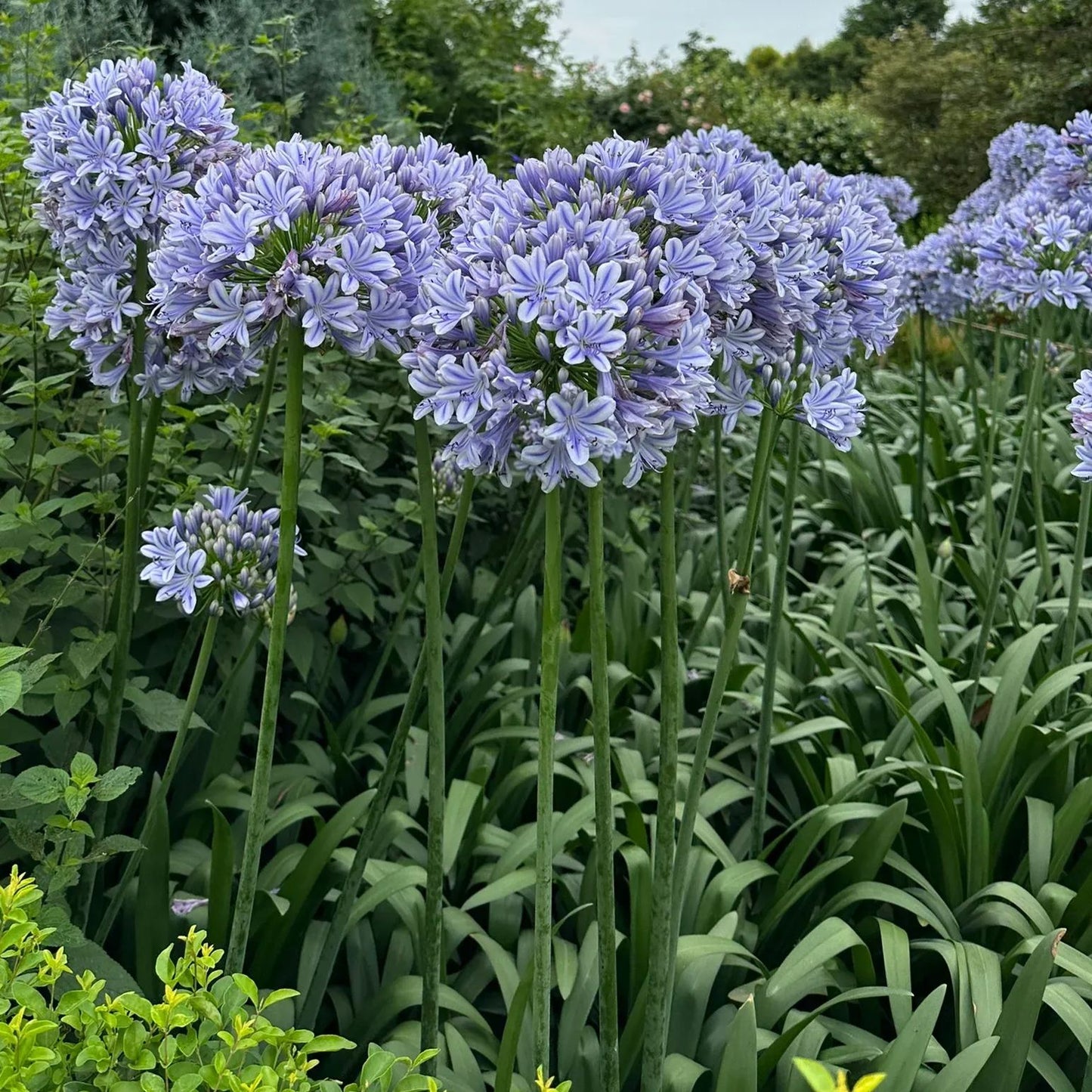 Agapanthus africanus 'Blue'