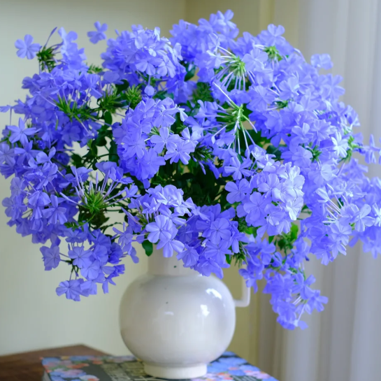 💙Blue Snowflake Seeds—Sky Flower
