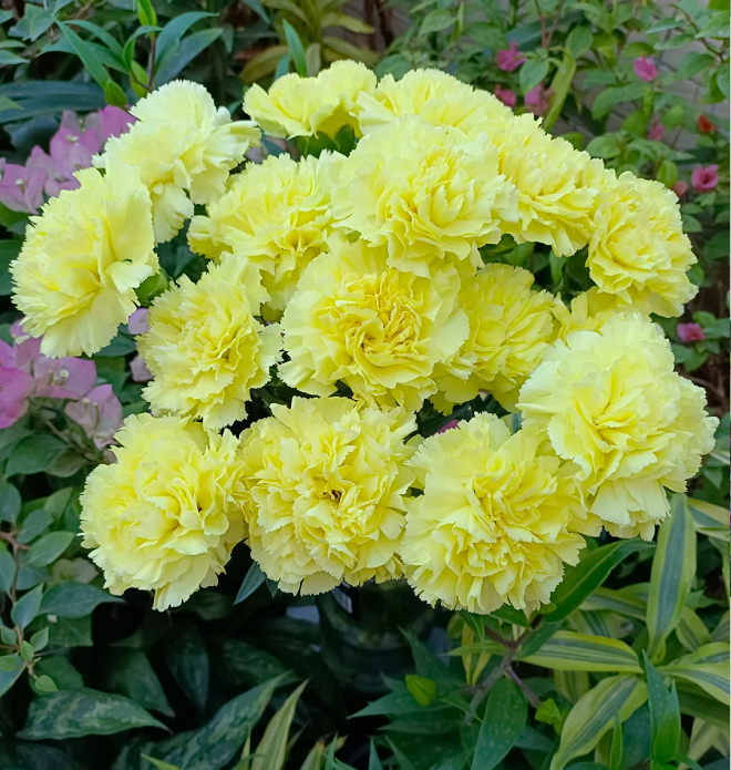 Multicolor Carnation Seeds