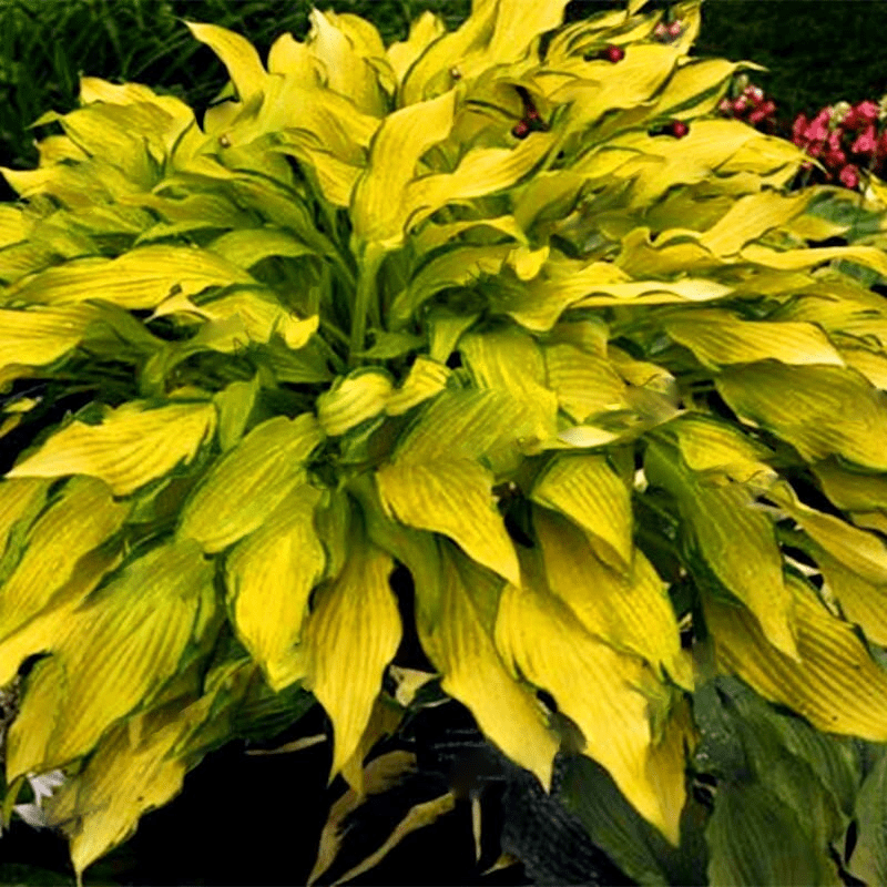 Mixed Hosta Perennials Flower Rare White Lace Lily Seeds