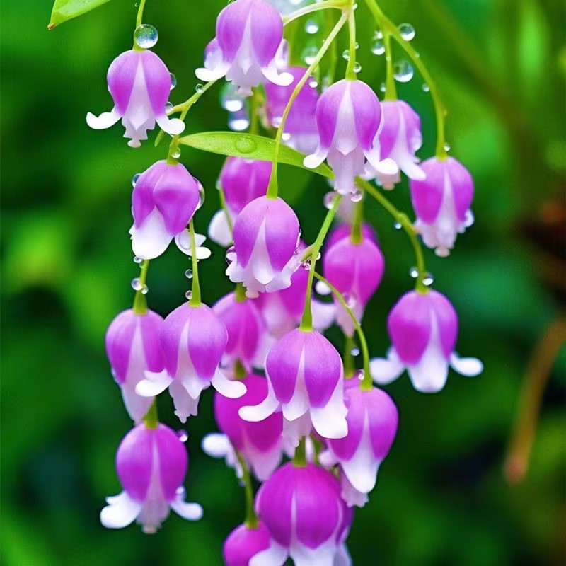 💐Lily of the Valley - Happiness Arrives