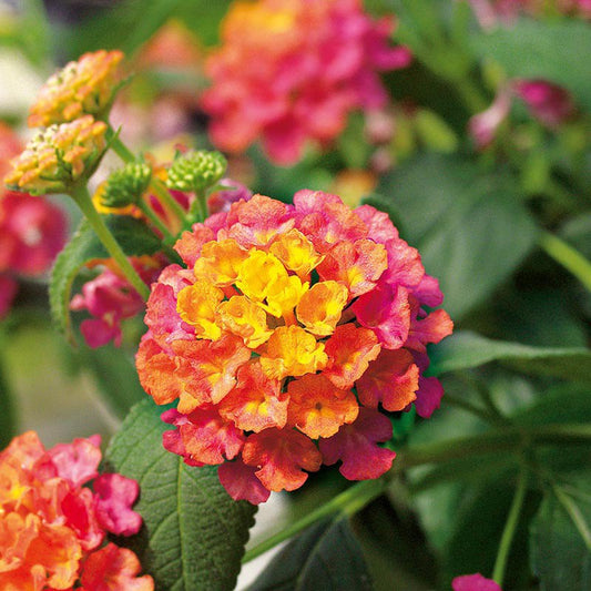 Lantana Calippo Tutti Frutti Flower Plants