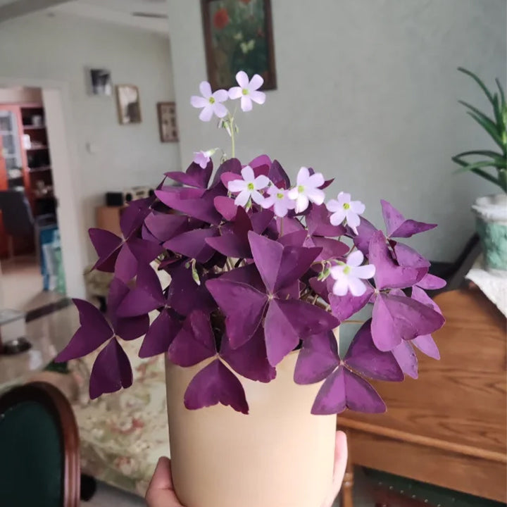 10PCS Oxalis Triangularis Purple Shamrock Good Luck Plant