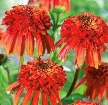 Echinacea 'Hot Papaya' Flower Rare Heirloom Fire Red Coneflower 50pcs/pack
