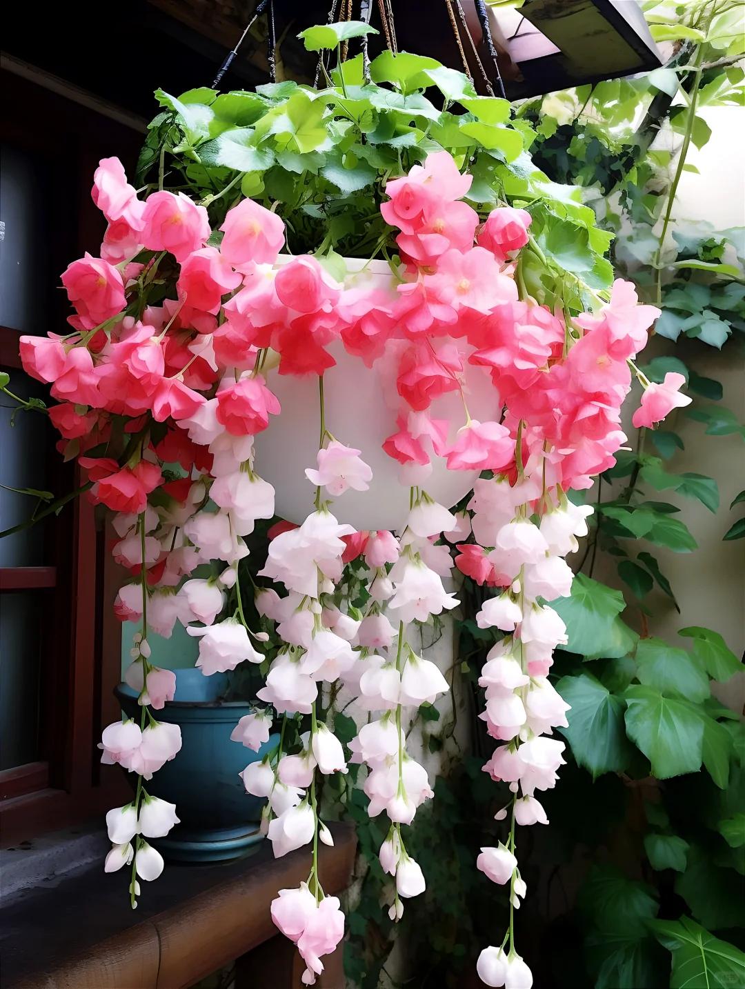 Weeping Begonia (Begonia pendula)