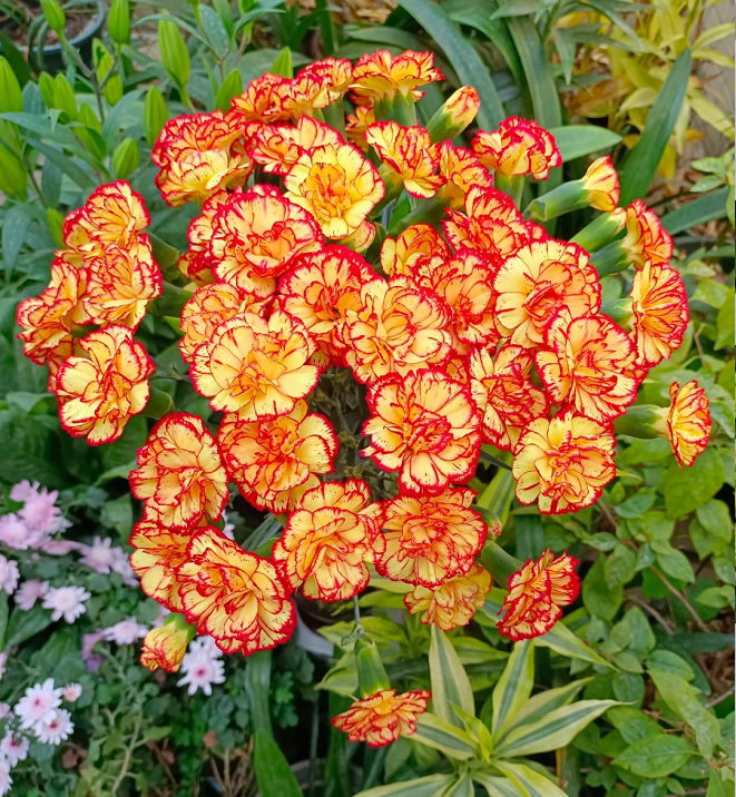 Multicolor Carnation Seeds