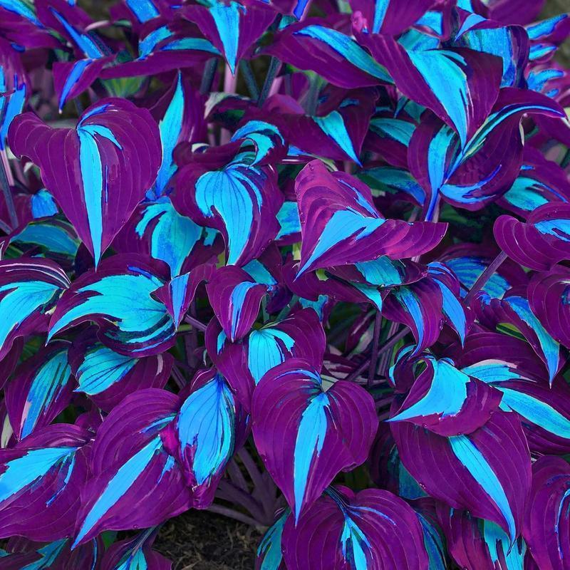800Pcs Mixed Hosta Seeds for Planting – Rare Color Varieties, Shade-Loving Perennials for Garden and Landscaping