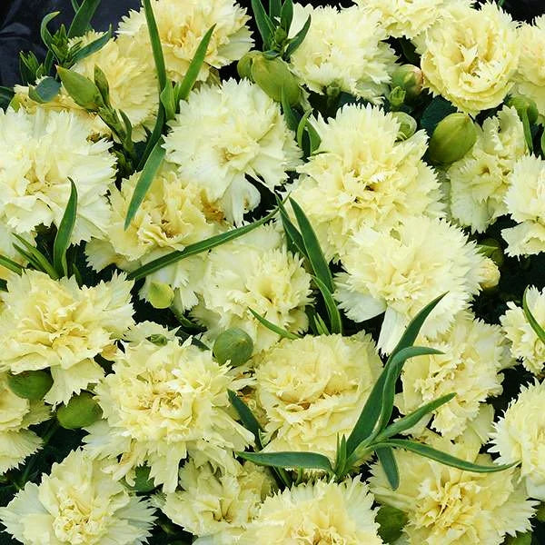 Multi-color Carnation Seeds