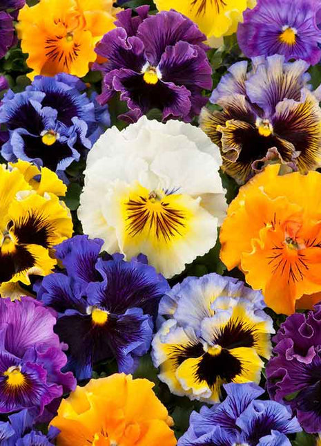 Pansy Giant Fancy Mix Seeds