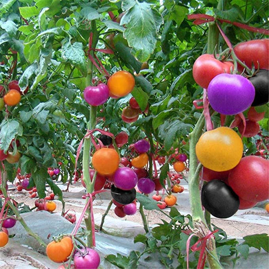 Rainbow Tomato Seeds