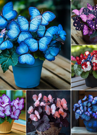 Begonia 'Moonlight Butterfly' 🦋
