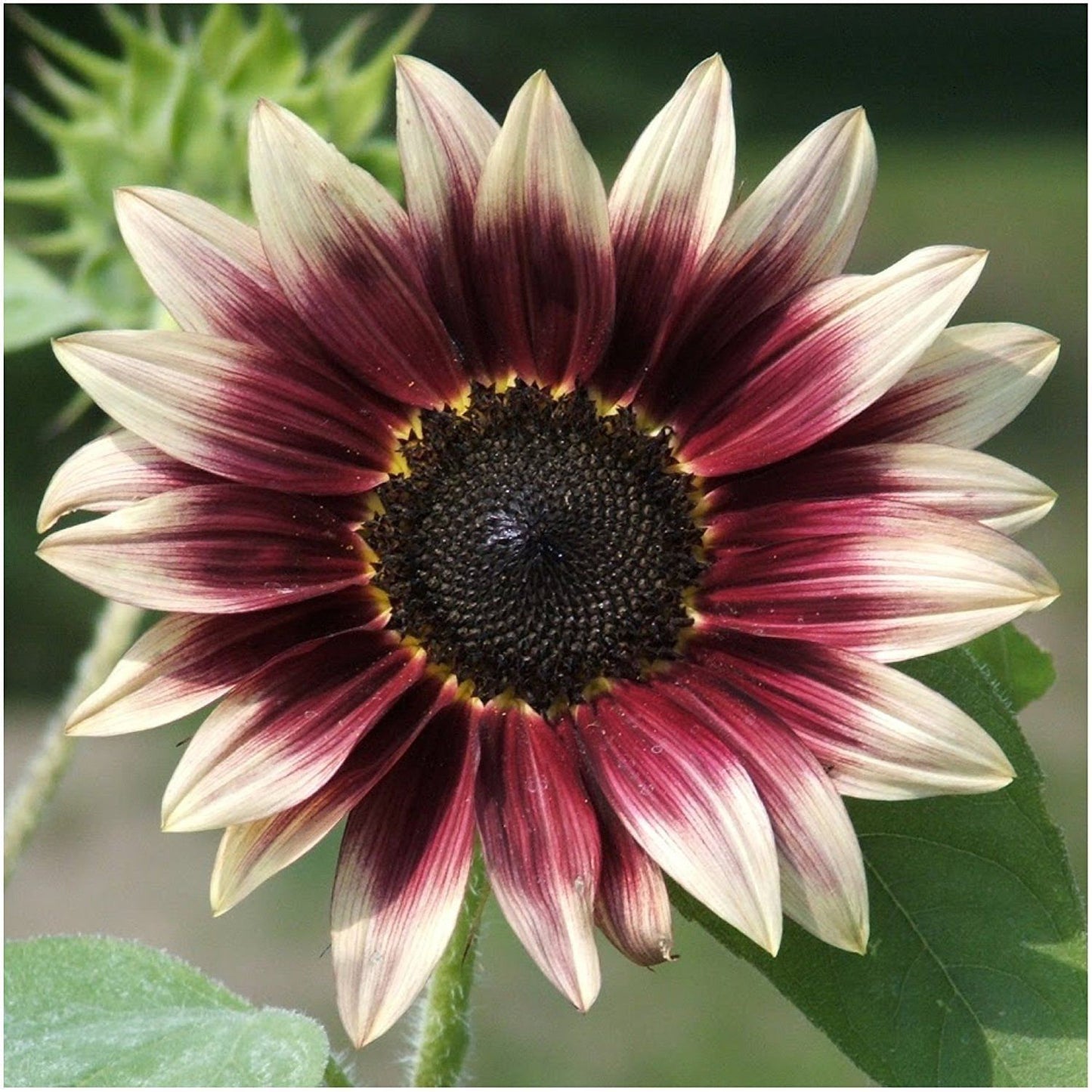 100 Pcs Strawberry Blonde Hybrid Sunflower Seeds