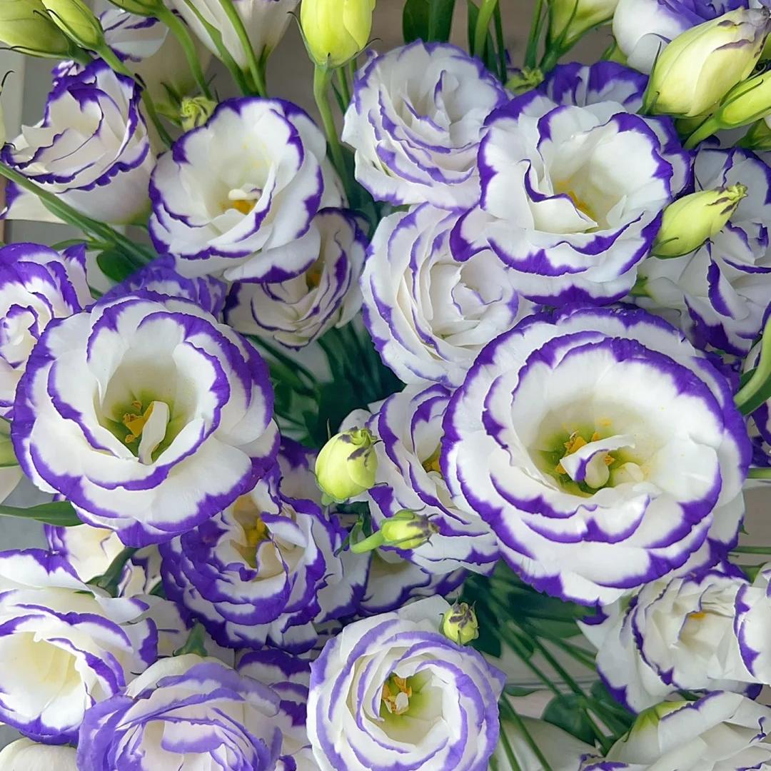 🌺Lisianthus – Sincere Love