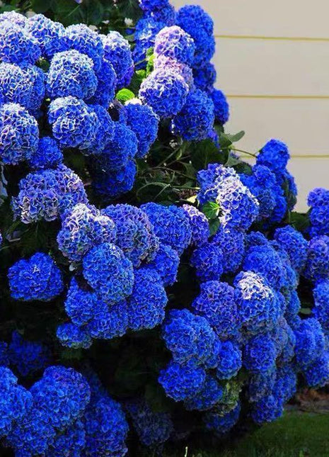 Hydrangea Seed Bonsai Flower Seeds Hydrangea Perennial Garden Home