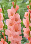 3 Bulbs / Orange