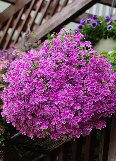 Angel's Eyes Perfume Geranium