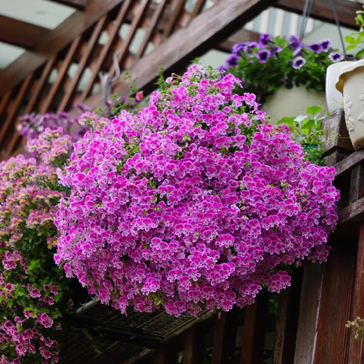 Angel's Eyes Perfume Geranium