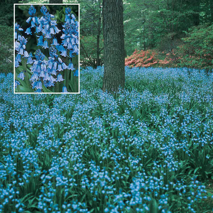 Spanish Bluebells Flower Seeds