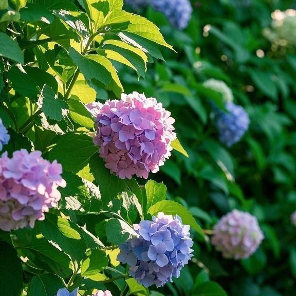 200 Pcs Mixed Color Hydrangea Seeds | Gorgeous & Elegant Blooms for Your Garden & Floral Projects