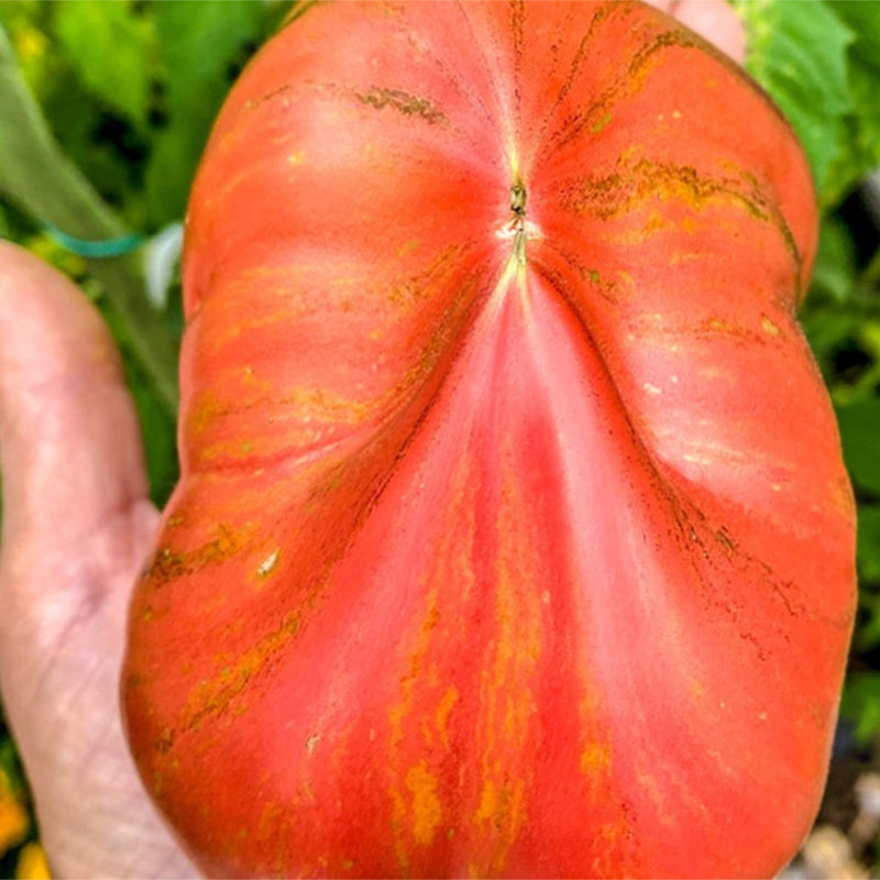 CRUSHED HEART Tomato - Organic Heirloom Seeds