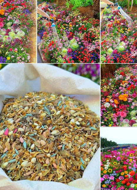 Mixed Perennial Flowers Seeds-Over 60 kinds mixed