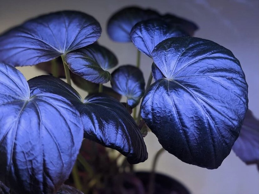 Peacock Begonia - blue begonia