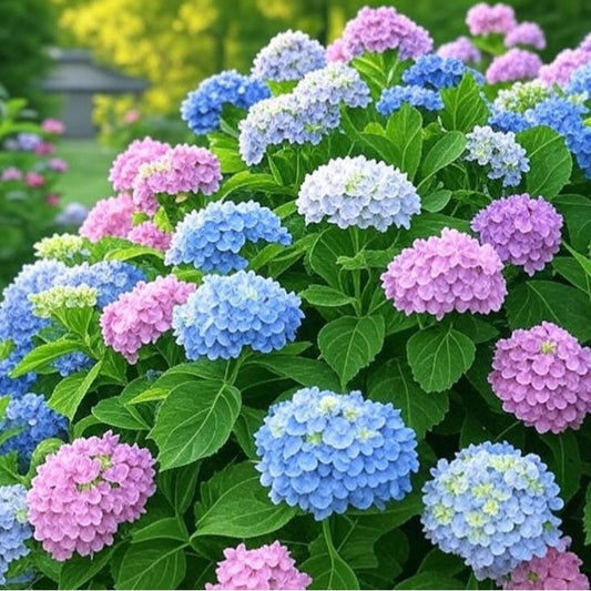 200 pcs Mixed Hydrangea Seeds – Colorful Blooms for Stunning Garden Displays