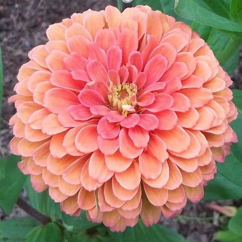 Order 50 seeds lovely Giant Salmon Rose Zinnias Seeds