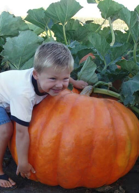 Pumpkin Big Moose