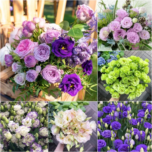 🌺Lisianthus – Sincere Love