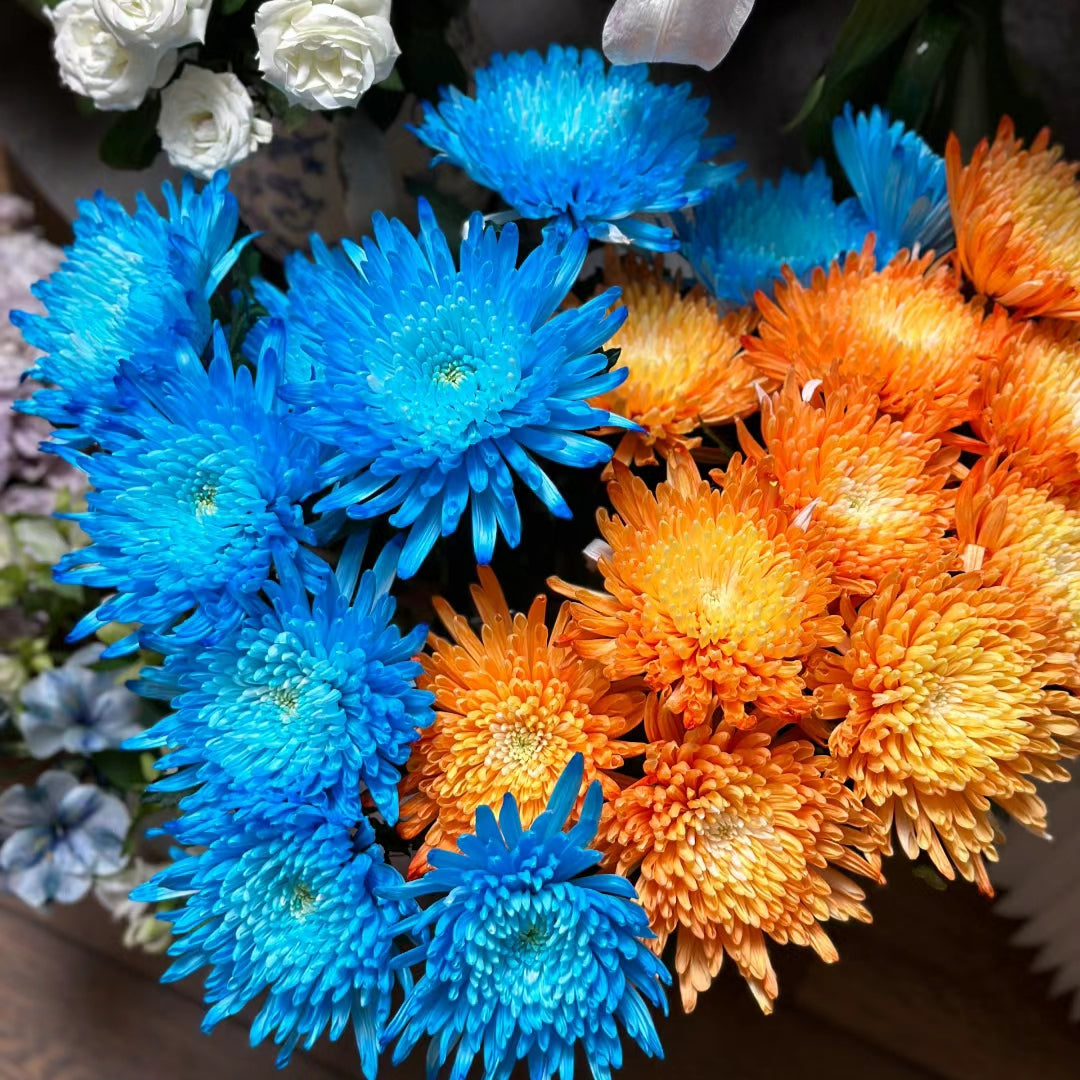 Anna Chrysanthemum Seeds