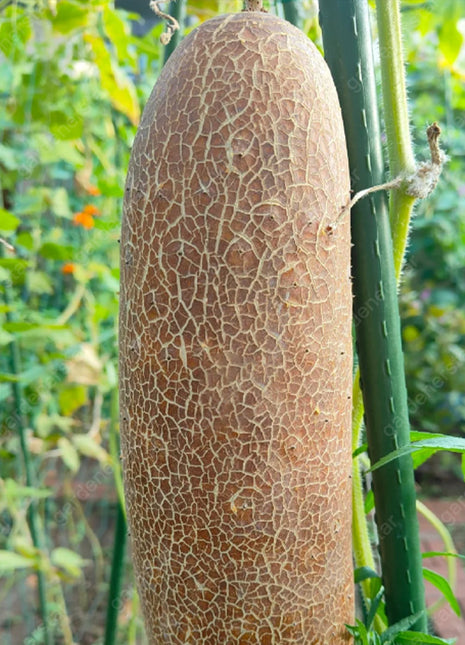 Old Cucumber Seeds