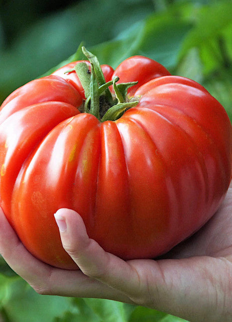 Giant Delicious Tomato / Up to 2kg (20 Seeds a Pack)