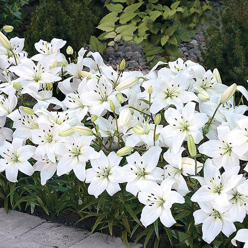 Carpet Border Lily