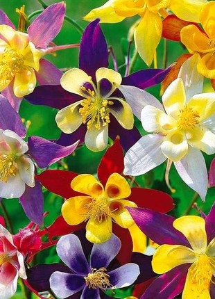 Columbine Seeds - McKana Giant Mix