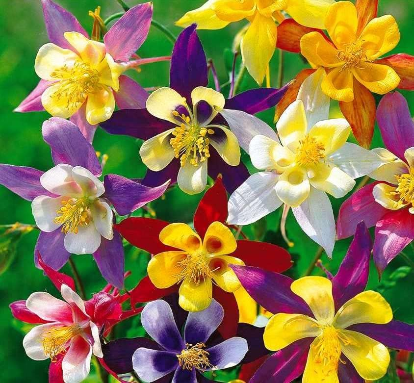 Columbine Seeds - Macana Giant Mix