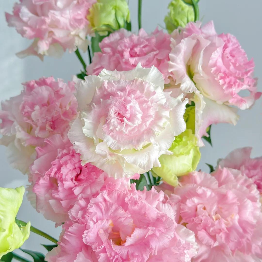 🌺Lisianthus – Sincere Love
