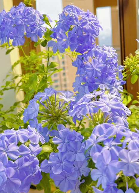 💙Blue Snowflake Seeds—Sky Flower