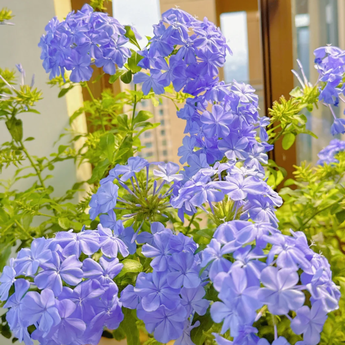 💙Blue Snowflake Seeds—Sky Flower